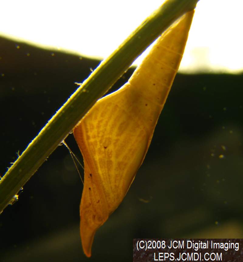 Sara Orange-Tip butterfly pupa, translucent when freshly-formed